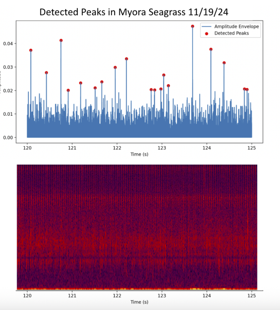 Shrimphony acoustic biomonitoring spectrogram